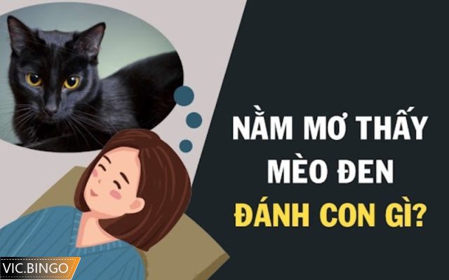 nằm mơ thấy mèo đánh số mấy